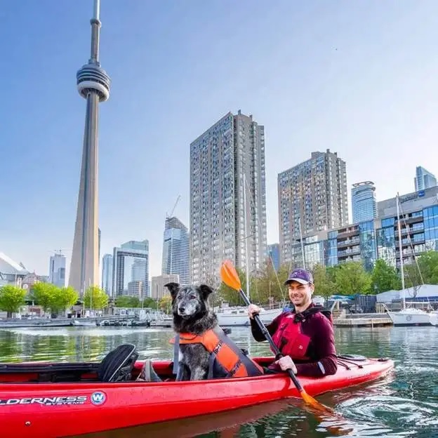 The mayoral election will be held in Toronto, Canada, and this time, the name of a dog is included among the 102 candidates.
