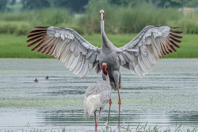 Due to degradation of habitat, environmental contaminants, poaching and land use changes, the numbers of crane decreased in Maharashtra India.
