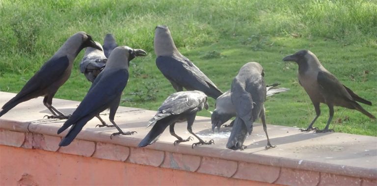 War against crow : १० लाख कावळ्यांविरुद्ध केनियाचे युद्ध !!