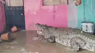 Crocodiles Swim Freely In Flooded Ahmedabad Localities As Gujarat Deals With Floods.