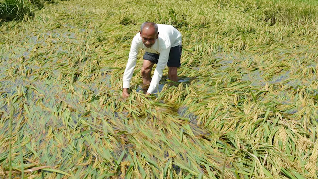 Heavy Rains Damage Paddy Crop In Maharashtra.