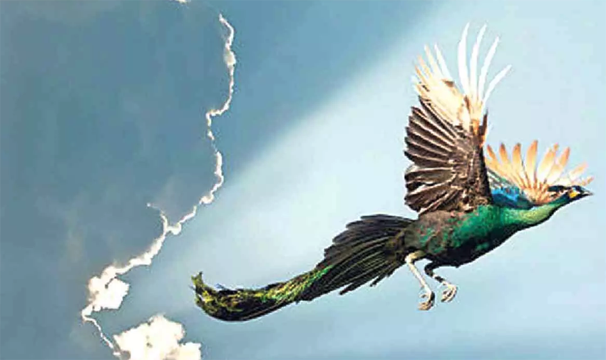 Wild life experts have sighting of a lowland bird like the peacock at a height of 6,500 feet in Uttarakhand.