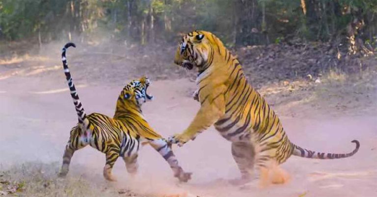 A tiger known as Chota Matka fought a new tiger. In this, Chota Matka killed another tiger to survive.
