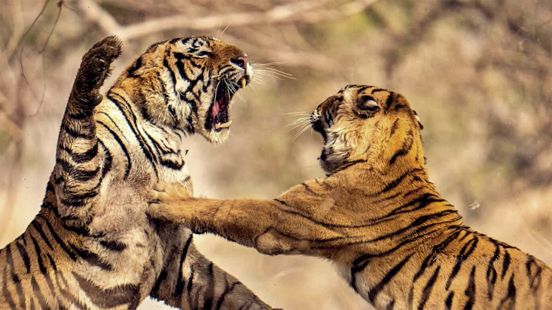 A tiger known as Chota Matka fought a new tiger. In this, Chota Matka killed another tiger to survive.