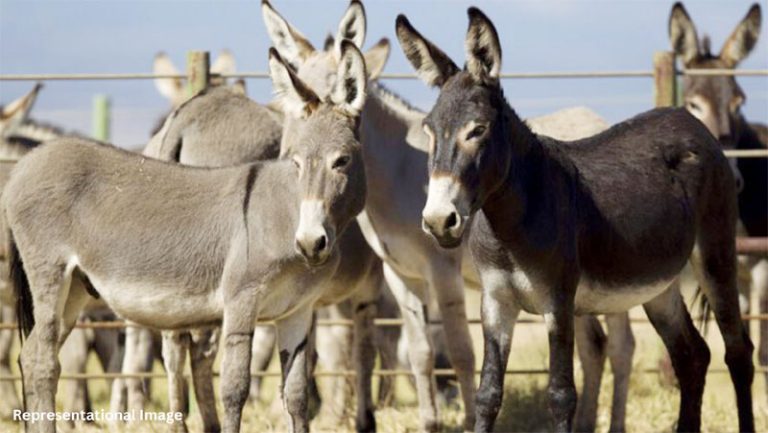 Traditional medicines are made using donkey skin in China. That's why China is buying donkeys from Pakistan.