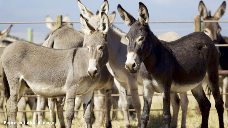 Traditional medicines are made using donkey skin in China. That's why China is buying donkeys from Pakistan.