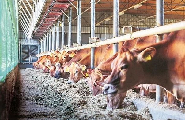 America wants to send its dairy products to India. However, India has clearly rejected this.