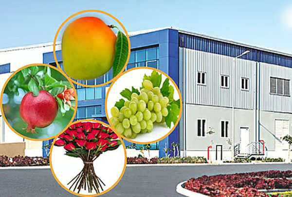 Maharashtra has earned an income of more than Rs 6,000 crore from the export of fruits, vegetables and flowers.