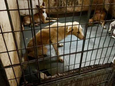 A dog that repeatedly attacks will be declared a serial offender and sentenced to life imprisonment. This has been implemented in Prayagraj.
